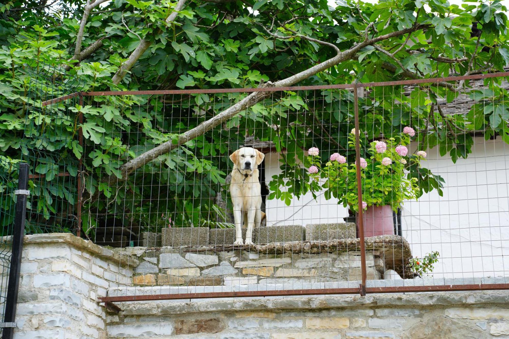 Gjirokastër Castlefront Villa מראה חיצוני תמונה